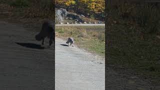 Silver fox walking along the road, Omega Park