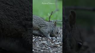 Cute baby squirrel #nature #shorts