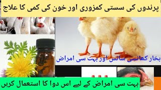 Home Remedies to Treat Heat Stroke inChickens | Heat Exhaustion and increase vitamin| Dr. ASIF