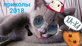 ТОП ПРИКОЛОВ 2018 про животных_ЛУЧШИЕ ПРИКОЛЫ ПРО ЖИВОТНЫХ