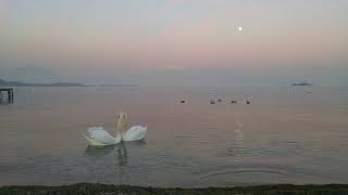 Awesome! Wonderful scene swans at lake sunset