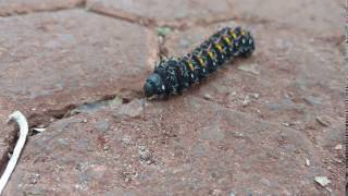 2017 01 16 Widsor caterpillar