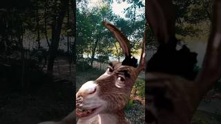 Burro do Shrek voando Drone FPV  #viral #shrek #humor #humorbrasil #engraçados #engraçado