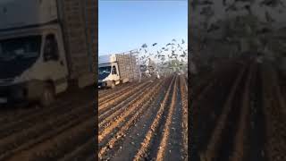 Free Birds, Releasing 1,00,000 Birds, VIRAL