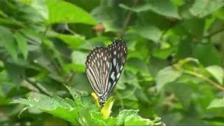 Butterfly-Garden - Koh Samui.mpg