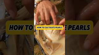 It turns out this is the process of making pearls #factsdaily #factshorts #news