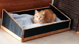 Rescue Abandoned Kitten - Building Wooden House for Stray Kitten