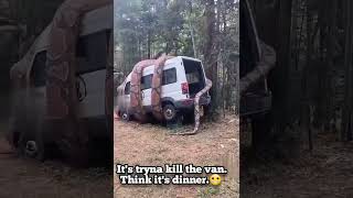 Massive Snake tries to eat a van‼️video