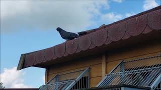 WG Zamoy Pigeons Loft 2023 trening 16 czerwca