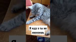 полоскай я жду#кошкамуся ##смешныекошки