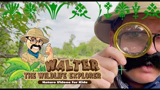 Walter See's a Deer Fight! - Nature Videos for Kids