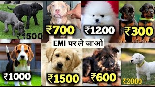 Cheapest dog Market in India || Dog Price List 2024