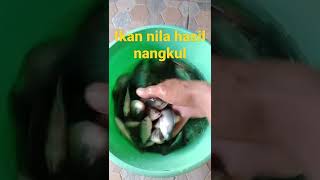 Bagi-bagi ikan nila..🔥