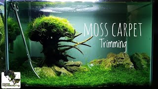 Moss Carpet Trimming & Moss Carpet growing without CO2 |Membuat Aquascape|水草造景