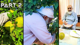 A small tour to my fruit farm... | Rahimyar Khan | Zaki Nagar | Part 2 |