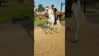 Huertos Del Pedregal - culiacan Sinaloa caballos