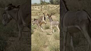 Donkeys together feeling happy  #ytshortsvideo #donkey #cuteanimals #donkeyfarm #ytshorts