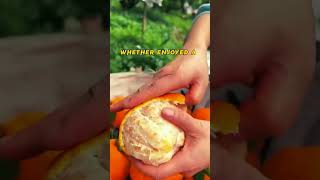 ❤️ Oranges#winter #fruit#citrus  #shorts #shortvideos #trending #viral #nature #beauty #subhanallah