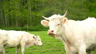 What It Means When A Cow Moos At You