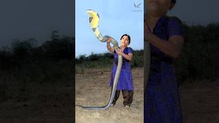 উপকারি সাপের কাহিনী - Healpful Snake #shorts #snake #snakevideo