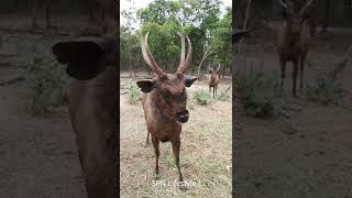 WOW ! Handsome Sambar Deer at zoo #short