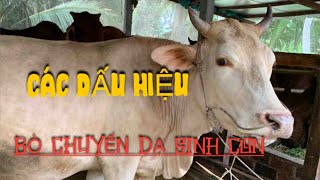 Nuôi bò| Dấu Hiệu Bò Sắp Sinh| Cows about to give birth