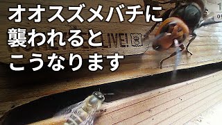 ニホンミツバチがオオスズメバチに襲われるとこうなります。