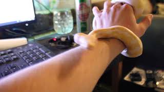 Python regius albino morph ball python