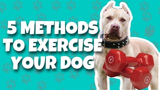 How To Exercise Your Dog (5 FUN METHODS) | How to Exercise Your Dog During Quarantine