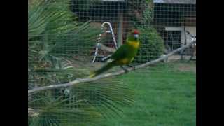 couple kakariki