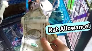 Giving My Pet Rats Their Allowance!