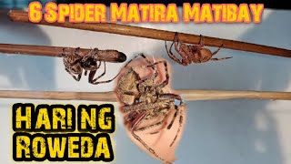 Hari ng Roweda Represents 6 Spider Matira Matibay BARDAGULAN