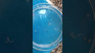 Schistosoma mansoni worms