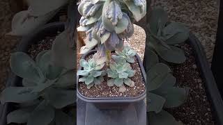 Echeveria Carunculata