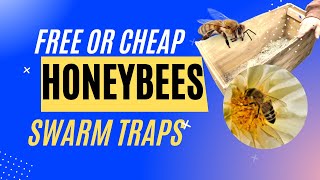 Get free honey bees using swarm traps.