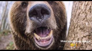 Крыльцо или Как оно было 🙈🐻🙂 Медведь Мансур