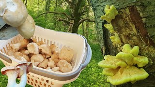 Die ersten Pfifferlinge! Pilze satt Anfang Mai 🍄🌳