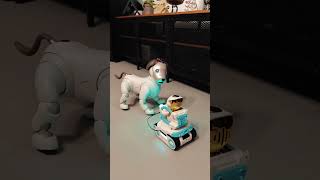 Aibo hands up here is the Golden Eilik and Panxer #eilikrobot #eilik #robot #aibo #ai #short #toys