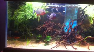 My Red Bellied piranhas!