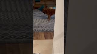 Dog goes crazy over pillow