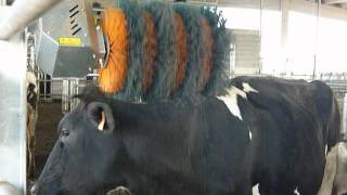 E-Brush (Cow Brush) - Spazzola per bovine - Spazzole per bovini - Parte.01