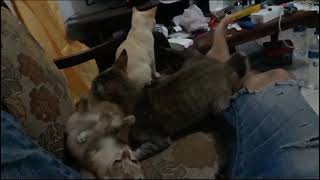 Kumpulan oyen dan geng sedang pada ngereog @DuniaBermainAnakPintar #fypシ #fypシ゚viral #oyen