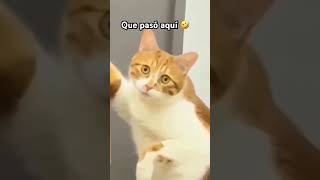 #humor #memes #funny #cat #surajroxfunnyvibeo