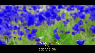 HUMAN VISION VS BEE VISION - TECHNEX 2022