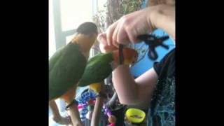 Parrot Harness Training: The Head Loop