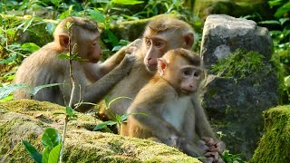 Good morning! monkey Sovana and Lisa try to care Linda and other abandoned monkey | Monkey Linda