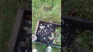 Adding earthworms to my composting bin.