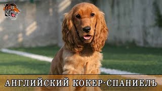 Английский кокер-спаниель. О породе собак и особенности ухода.