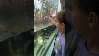 Feeding Fish Broccoli in New Caledonia! #shorts #feed #fish #aquarium #noumea