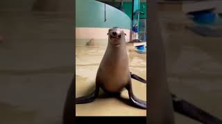 Clara the gorgeous sea lion 🦭🥰 SUBSCRIBE #shorts #youtubeshorts #animals #funny